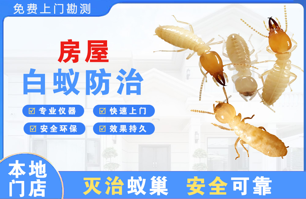 南湖房屋白蚁防治